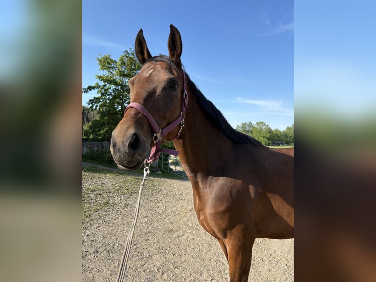 Hanovrien Jument 9 Ans 165 cm Bai in Leutkirch im Allg&#xE4;u