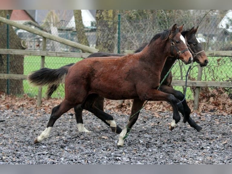 Hanovrien Jument 9 Ans 165 cm Bai in Telgte