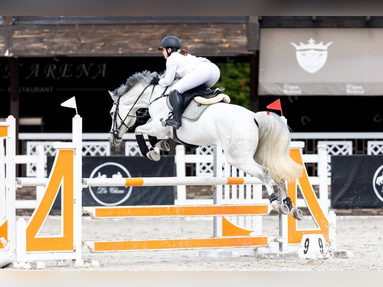 Hanovrien Jument 9 Ans 165 cm Gris in &#1050;&#1080;&#1111;&#1074;