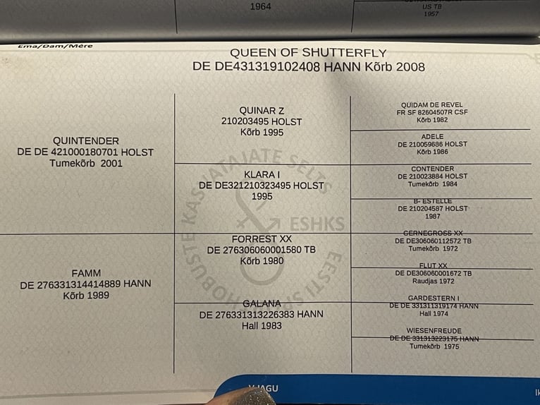 Hanovrien Jument 9 Ans 165 cm Gris moucheté in Mondsee
