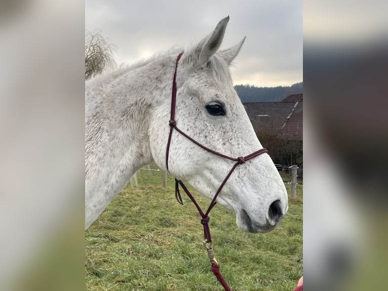 Hanovrien Jument 9 Ans 165 cm Gris moucheté in Mondsee