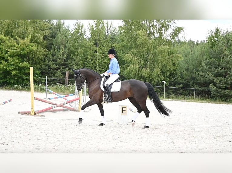 Hanovrien Jument 9 Ans 165 cm Noir in Zaręby