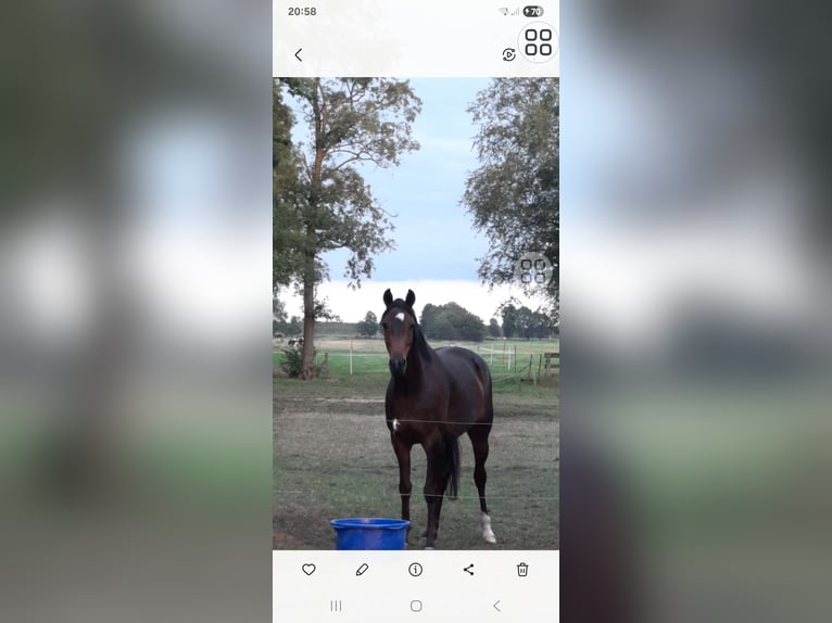 Hanovrien Jument 9 Ans 166 cm Bai brun in Drochtersen