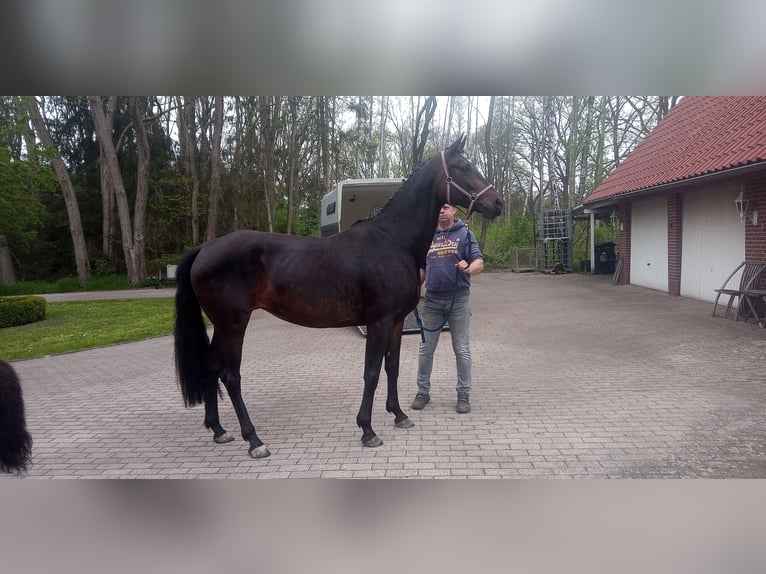 Hanovrien Jument 9 Ans 167 cm Bai brun foncé in Raddestorf