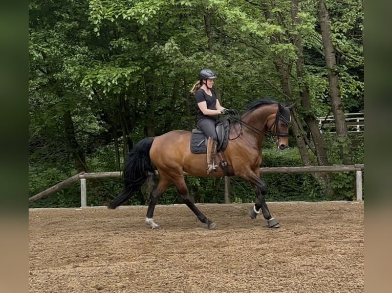 Hanovrien Jument 9 Ans 167 cm Bai in Gauting