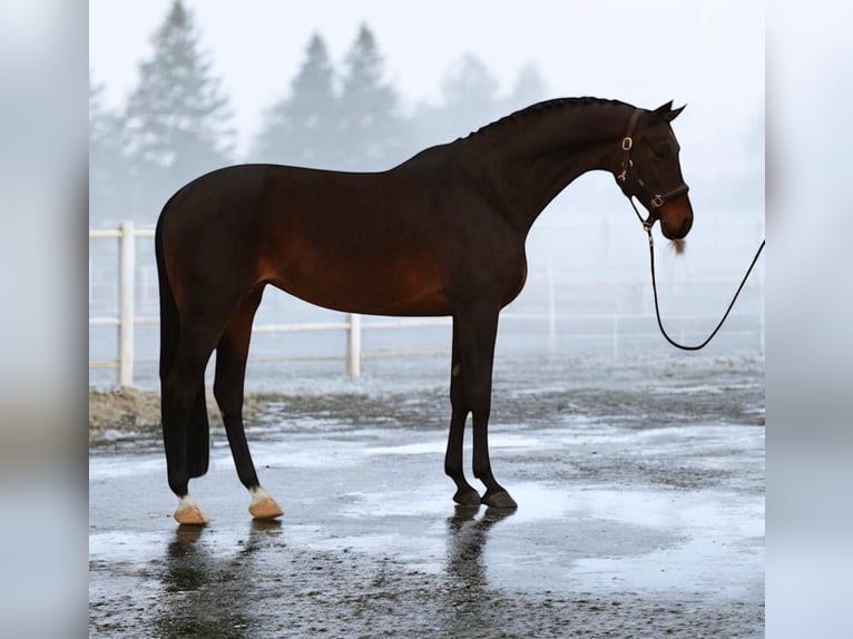 Hanovrien Jument 9 Ans 167 cm Bai in Mor