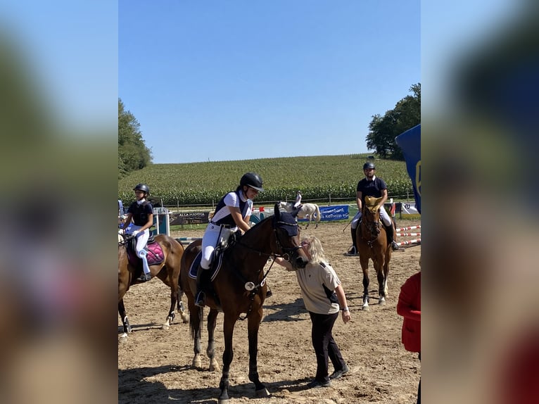 Hanovrien Jument 9 Ans 167 cm Bai in Kösching