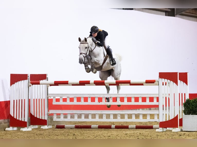 Hanovrien Jument 9 Ans 167 cm in Waddinxveen