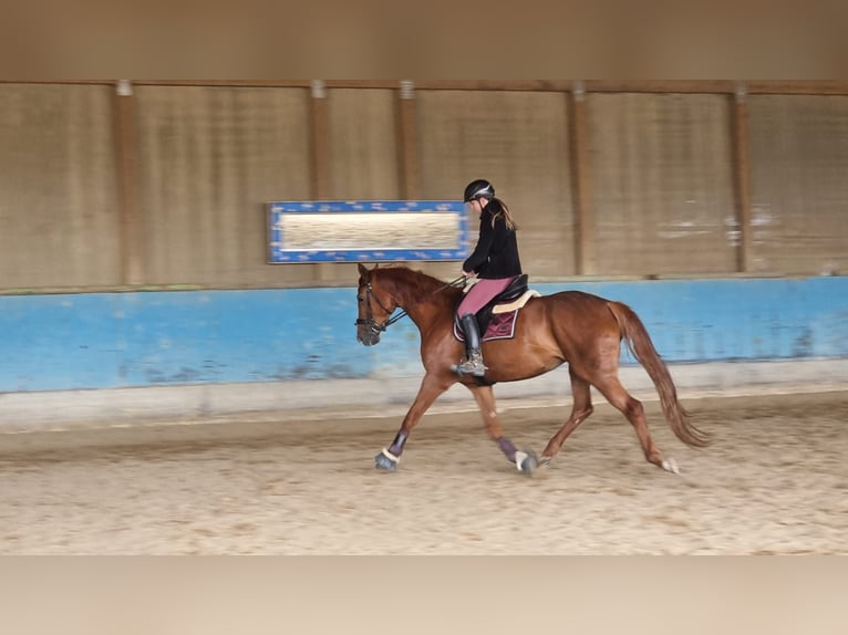 Hanovrien Jument 9 Ans 168 cm Alezan in Langenau