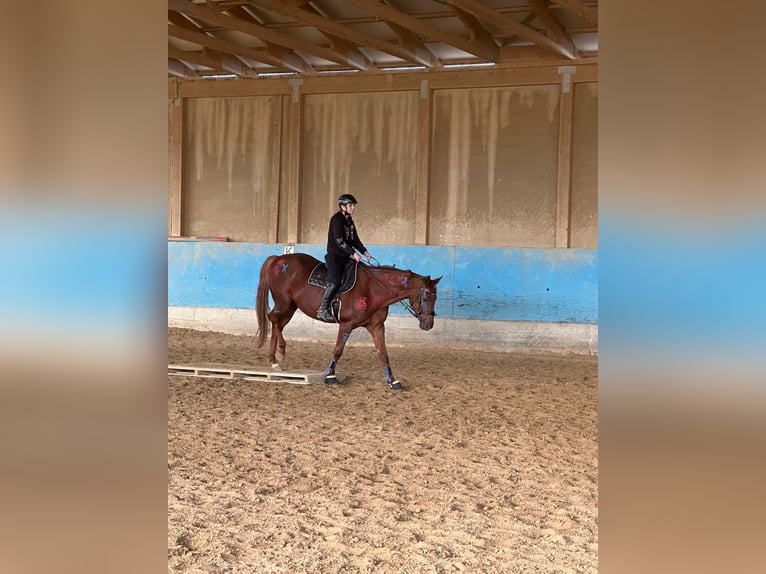 Hanovrien Jument 9 Ans 168 cm Alezan in Langenau
