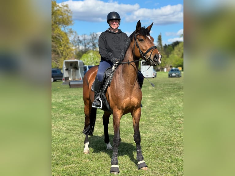 Hanovrien Jument 9 Ans 168 cm Bai in Ebstorf