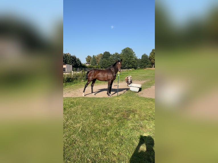 Hanovrien Jument 9 Ans 168 cm Bai in Ebstorf