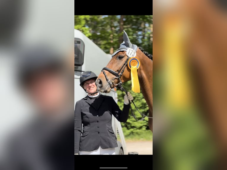 Hanovrien Jument 9 Ans 168 cm Bai in Ebstorf
