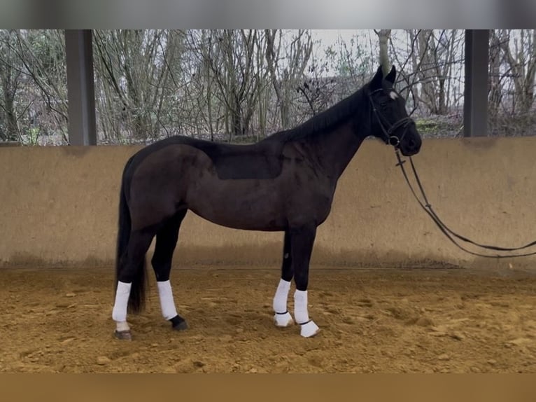 Hanovrien Jument 9 Ans 168 cm Noir in Lohmar