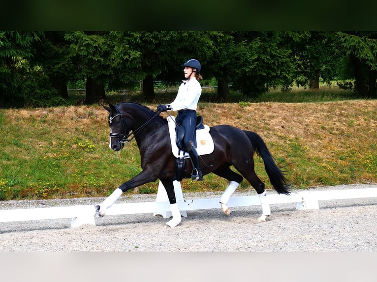 Hanovrien Jument 9 Ans 169 cm Noir in Freiensteinau