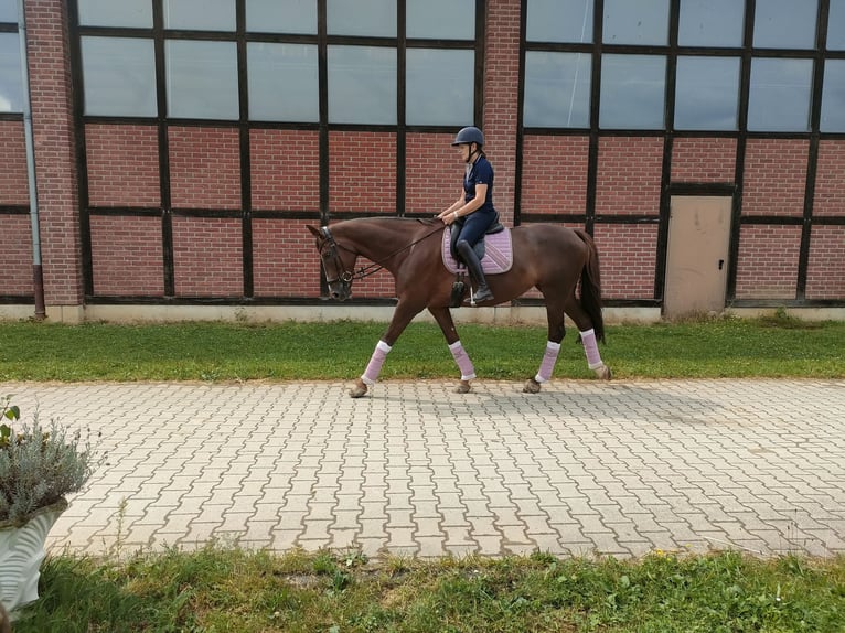 Hanovrien Jument 9 Ans 170 cm Alezan brûlé in Bergisch Gladbach