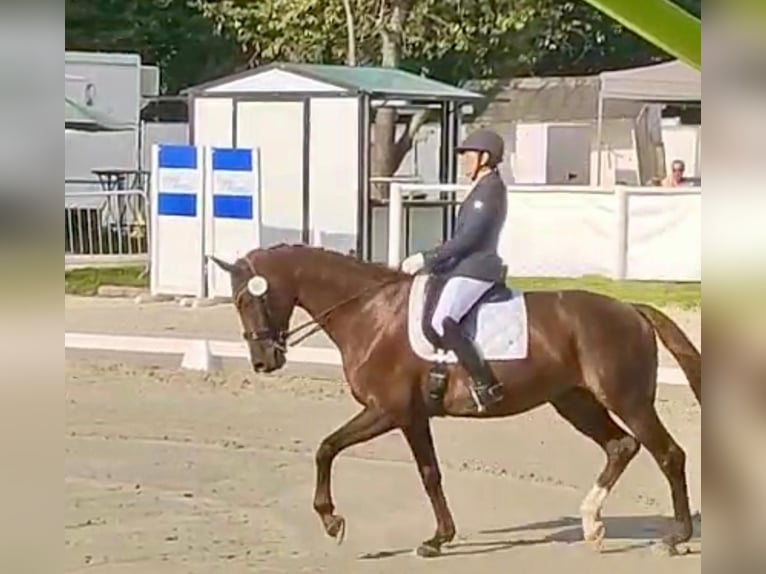 Hanovrien Jument 9 Ans 170 cm Alezan brûlé in Bergisch Gladbach