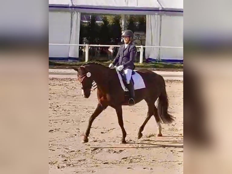 Hanovrien Jument 9 Ans 170 cm Alezan brûlé in Bergisch Gladbach