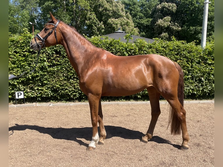 Hanovrien Jument 9 Ans 170 cm Alezan in Westensee