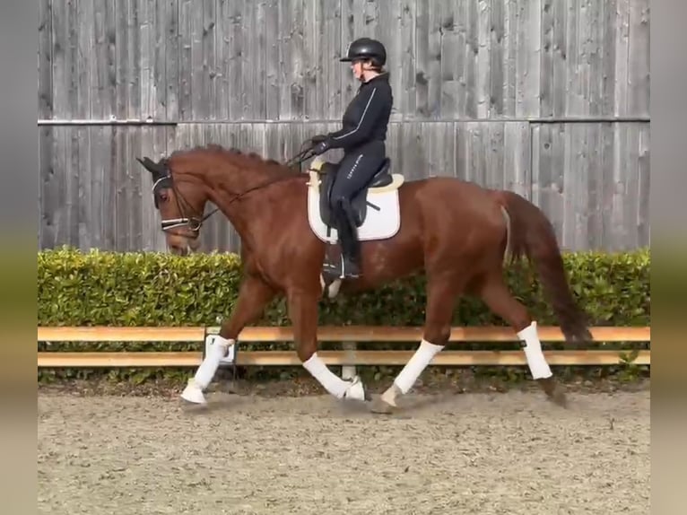 Hanovrien Jument 9 Ans 170 cm Alezan in Heeslingen