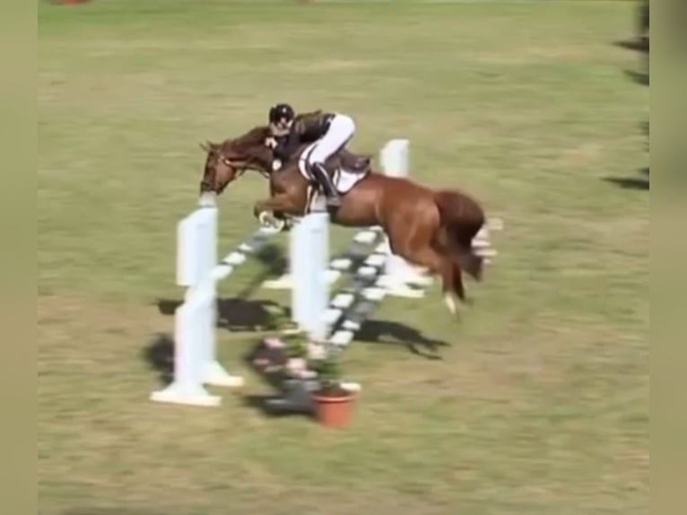 Hanovrien Jument 9 Ans 170 cm Alezan in Heeslingen