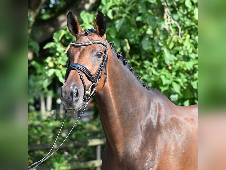 Hanovrien Jument 9 Ans 170 cm Bai brun in Bad Bevensen