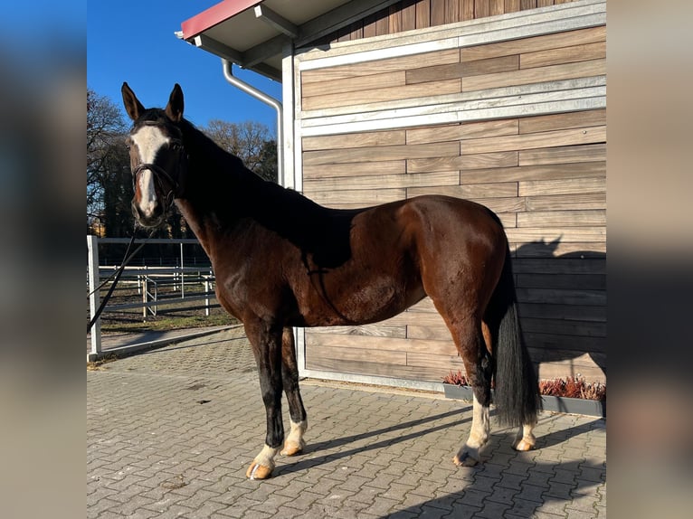 Hanovrien Jument 9 Ans 170 cm Bai brun in Leipzig