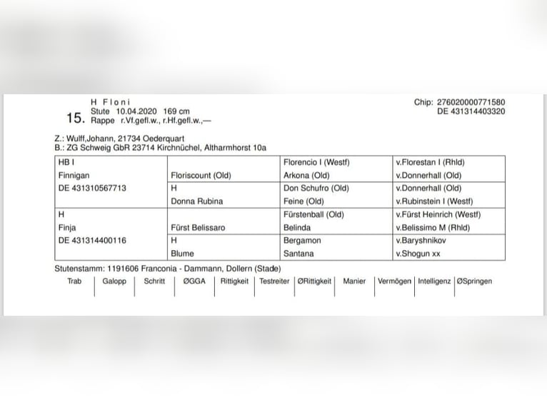 Hanovrien Jument 9 Ans 170 cm Bai brun in Rechnitz