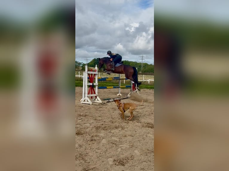 Hanovrien Jument 9 Ans 170 cm Bai brun in Drei Gleichen