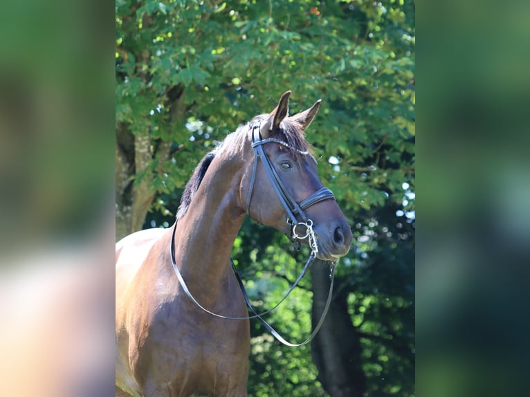 Hanovrien Jument 9 Ans 170 cm Bai in Börrstadt