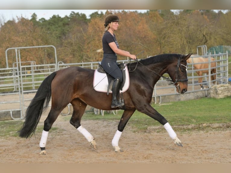 Hanovrien Jument 9 Ans 170 cm Bai in W&#xFC;rzburg