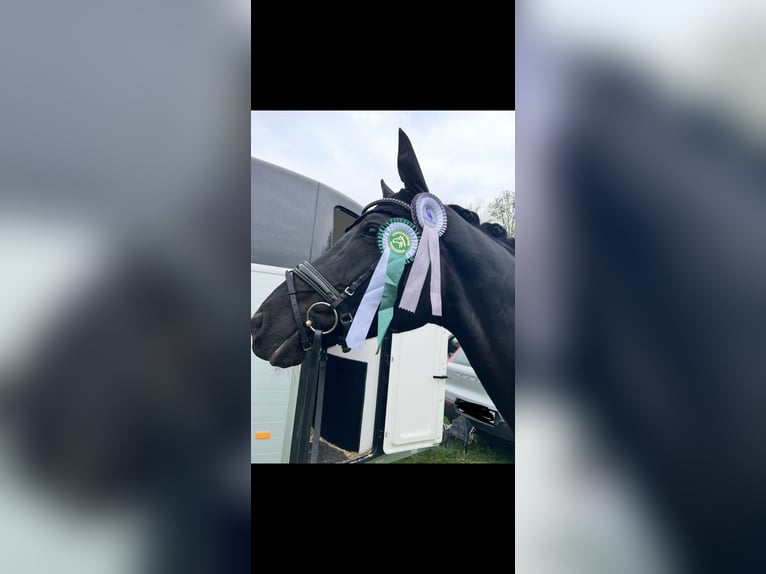 Hanovrien Jument 9 Ans 170 cm Noir in Bevern
