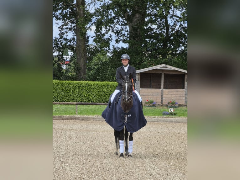 Hanovrien Jument 9 Ans 170 cm Noir in Wuppertal