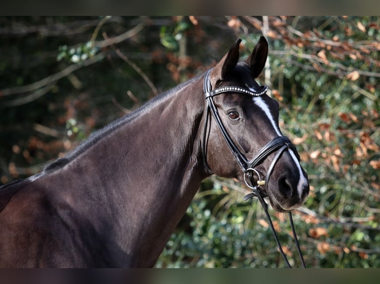 Hanovrien Jument 9 Ans 170 cm Noir in Wuppertal