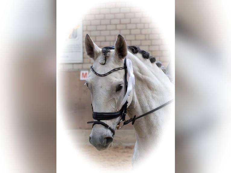 Hanovrien Jument 9 Ans 171 cm Gris in Leverkusen