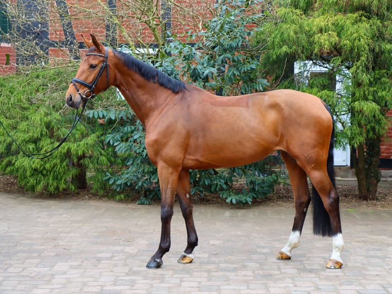 Hanovrien Jument 9 Ans 172 cm Bai in Verden