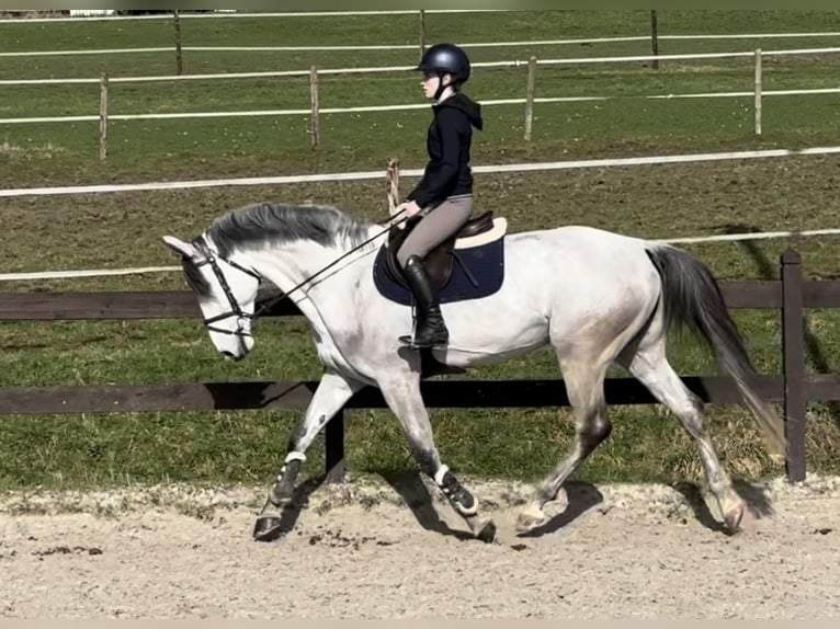 Hanovrien Jument 9 Ans 172 cm Gris in Overath