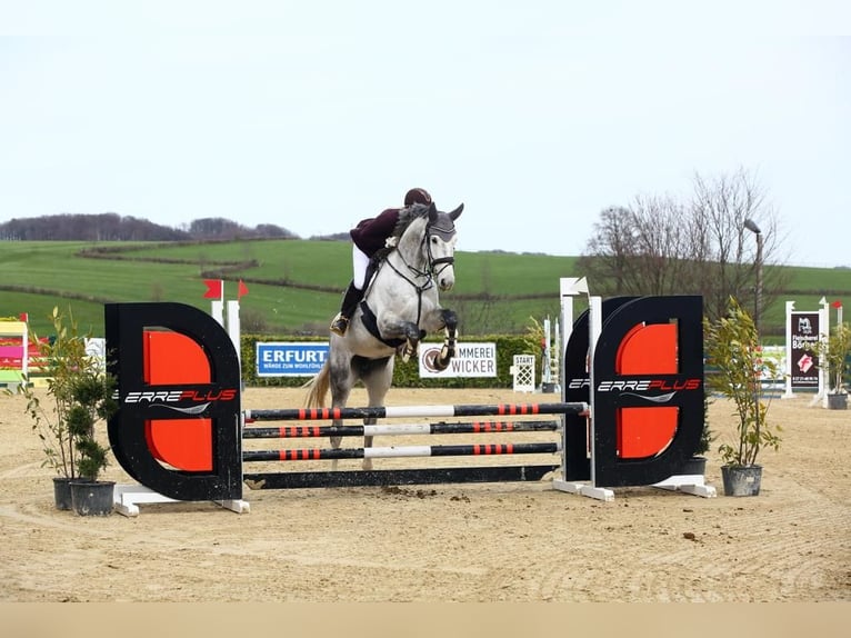 Hanovrien Jument 9 Ans 172 cm Gris in Odenthal