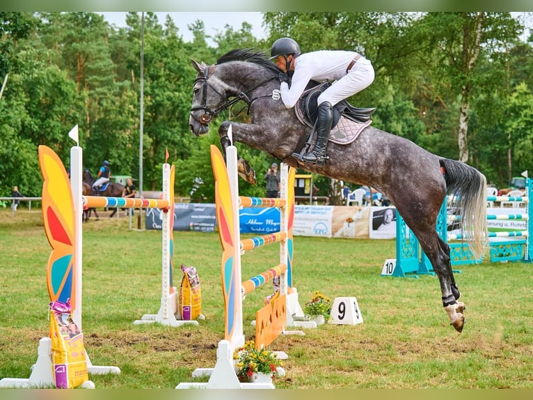 Hanovrien Jument 9 Ans 172 cm Gris pommelé in Bremen