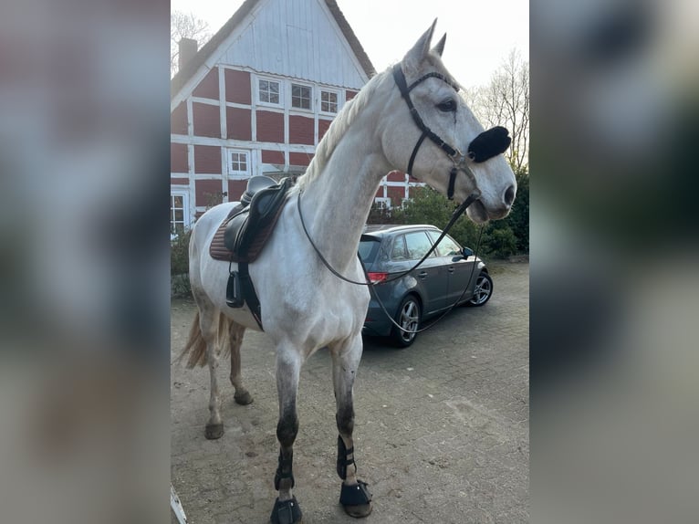 Hanovrien Jument 9 Ans 172 cm Gris pommelé in Hammah