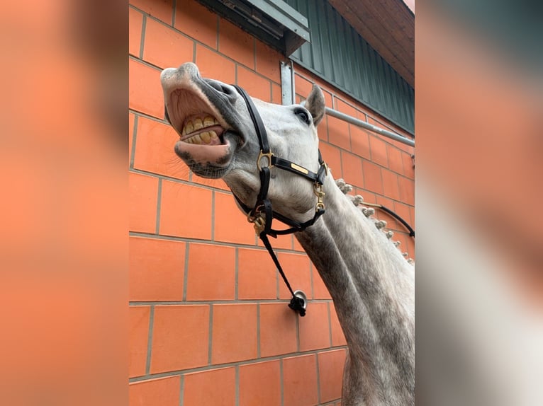 Hanovrien Jument 9 Ans 172 cm Gris pommelé in Hammah