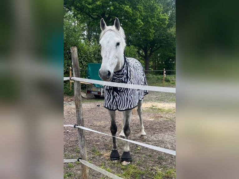 Hanovrien Jument 9 Ans 172 cm Gris pommelé in Hammah