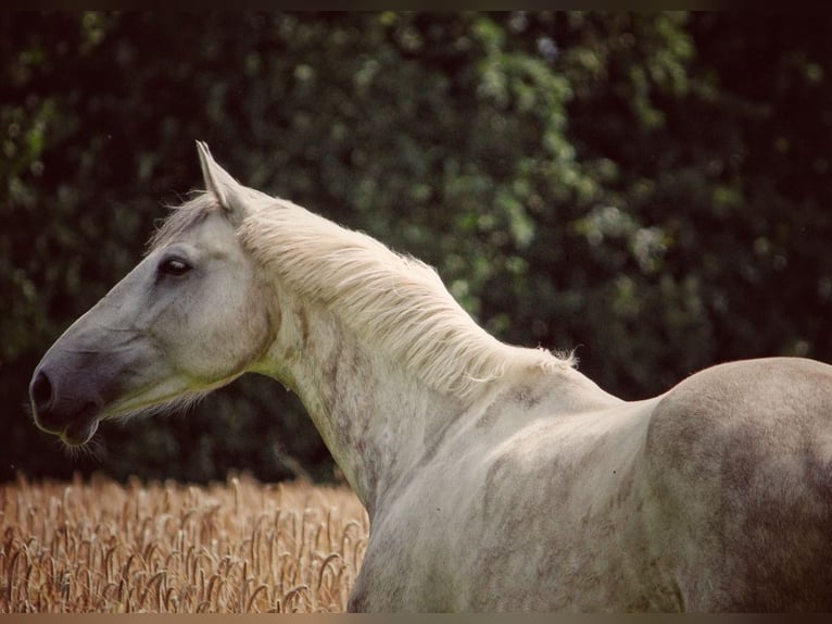 Hanovrien Jument 9 Ans 172 cm Gris pommelé in Hammah