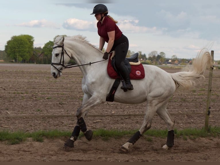 Hanovrien Jument 9 Ans 172 cm Gris pommelé in Hammah