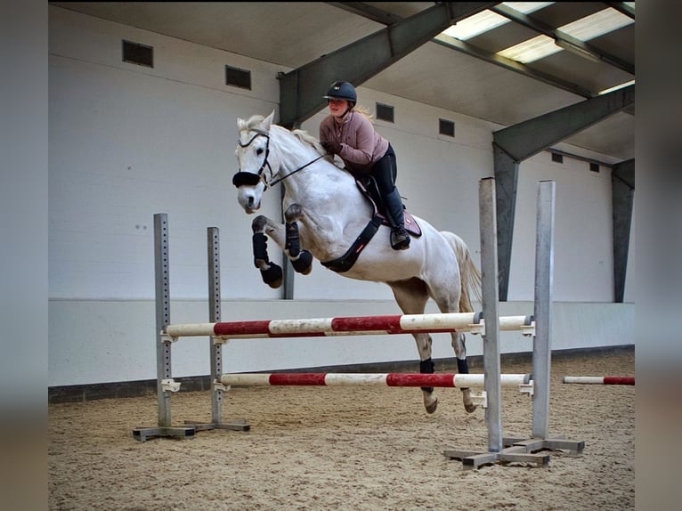 Hanovrien Jument 9 Ans 172 cm Gris pommelé in Hammah