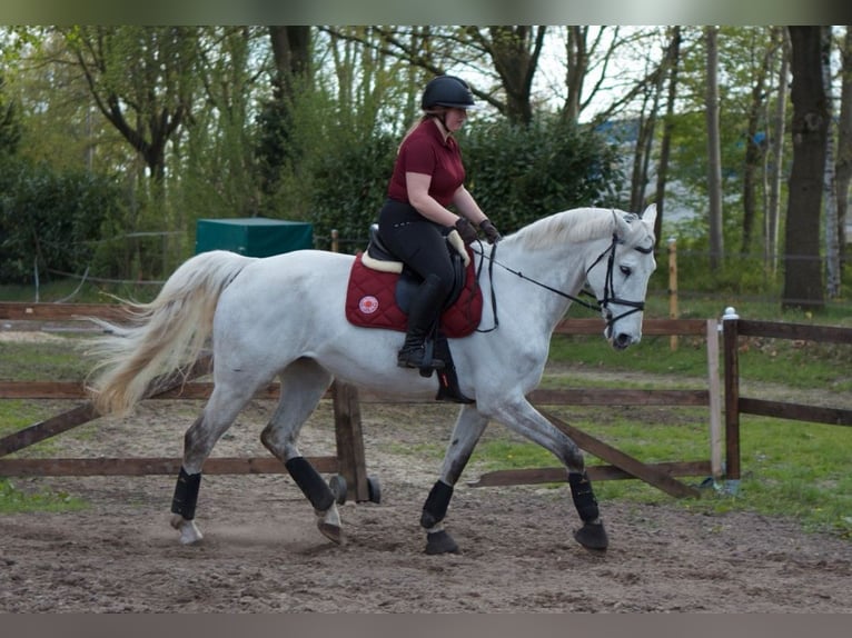 Hanovrien Jument 9 Ans 172 cm Gris pommelé in Hammah