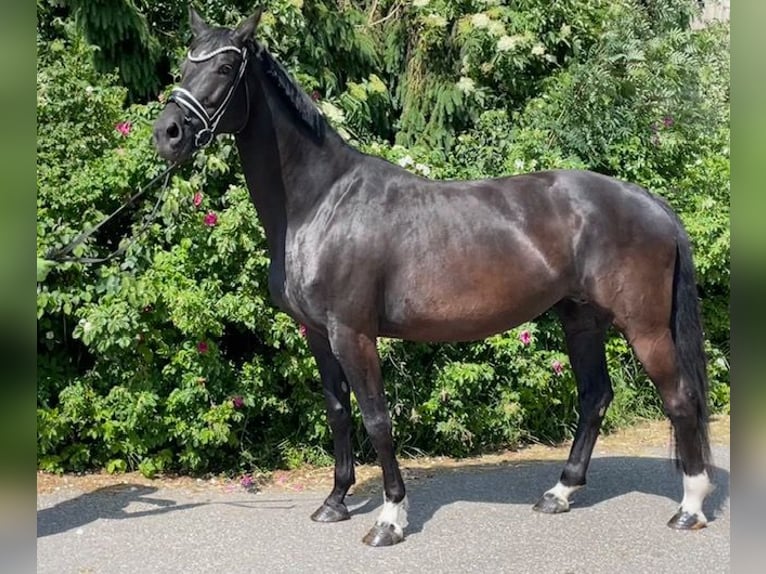 Hanovrien Jument 9 Ans 173 cm Noir in Drackenstein