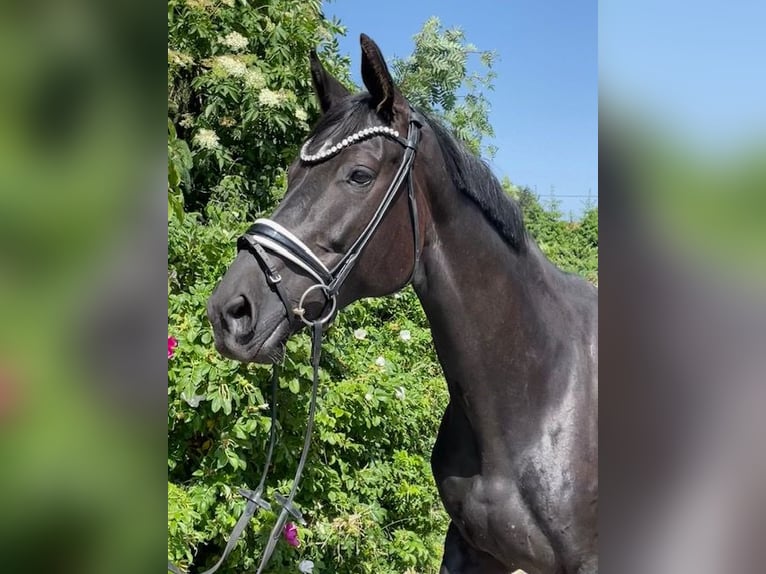 Hanovrien Jument 9 Ans 173 cm Noir in Drackenstein