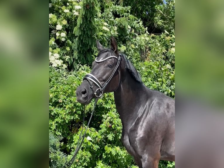 Hanovrien Jument 9 Ans 173 cm Noir in Drackenstein