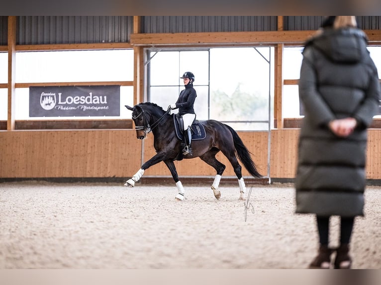 Hanovrien Jument 9 Ans 175 cm Bai brun in Neu Wulmstorf
